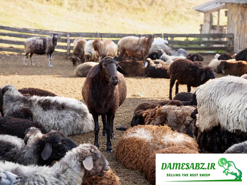 بهترین نژاد گوسفندان ایرانی افشاری