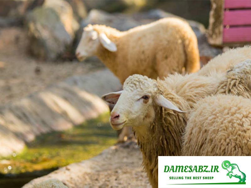 گوسفند مغانی 