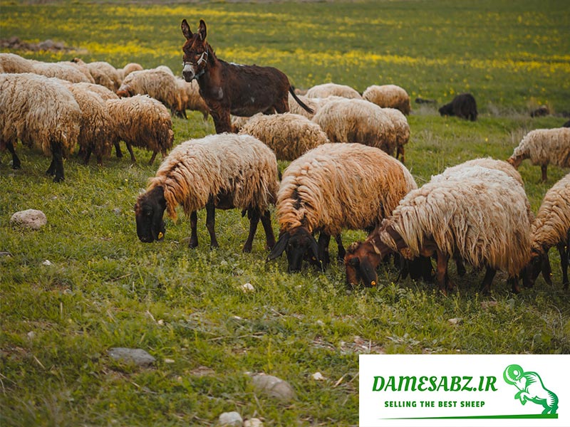 بهترین نژاد گوسفندان ایرانی افشاری