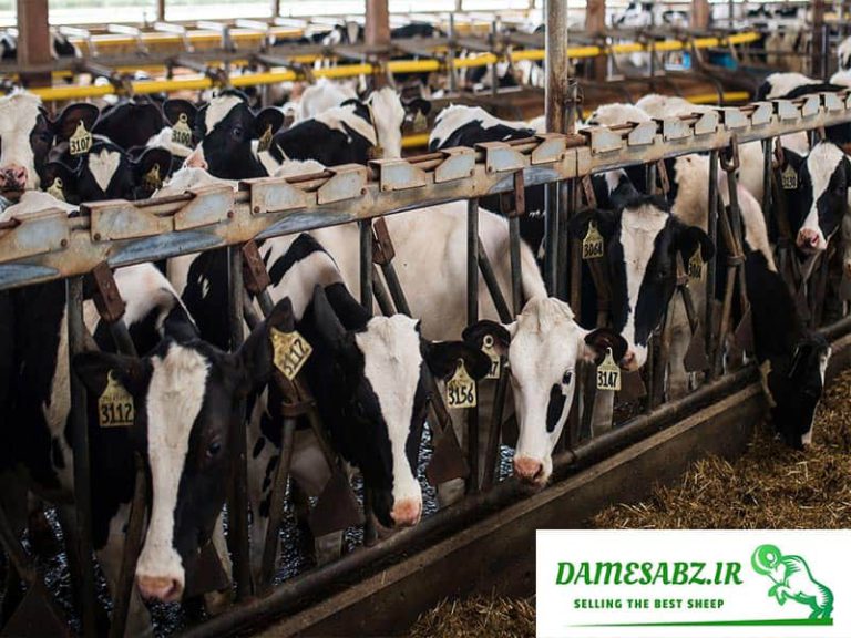 اصول پرورش گاو | روش نگهداری گاو شیری و گاو گوشتی | دام سبز