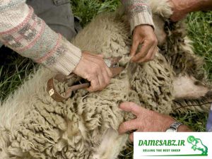 چیدن پشم گوسفند