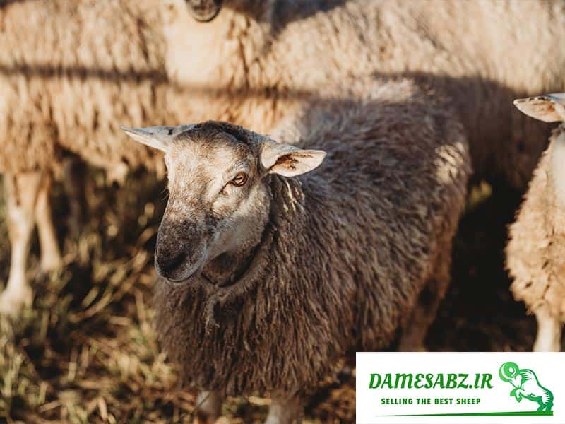 انواع بیماری گوسفندی