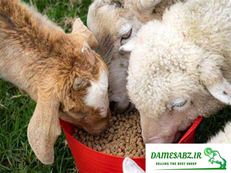 اسیدوز در گوسفندان