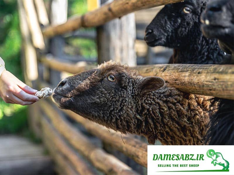 معرفی نژاد گوسفند افشاری | گوسفندان افشاری | دام سبز