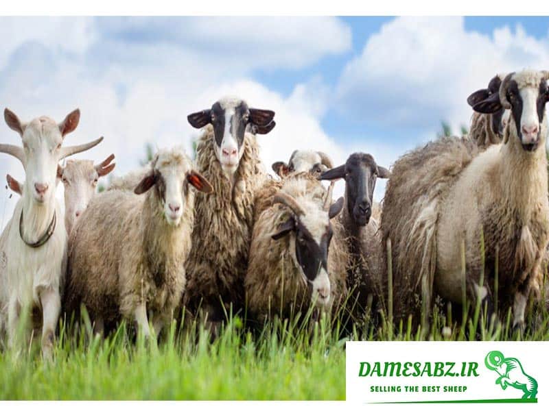 آیا پرورش گوسفند و بز همزمان امکان پذیر است؟ | تفاوت بز و گوسفند چیست ...