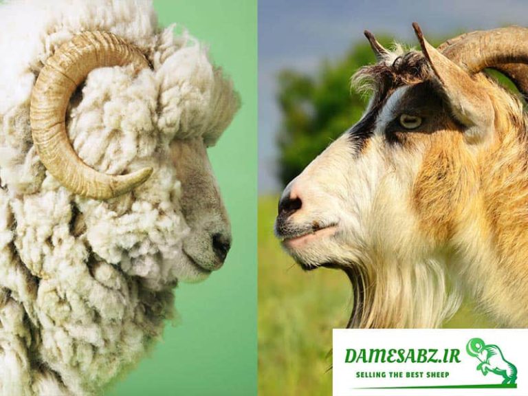 آیا پرورش گوسفند و بز همزمان امکان پذیر است؟ | تفاوت بز و گوسفند چیست ...