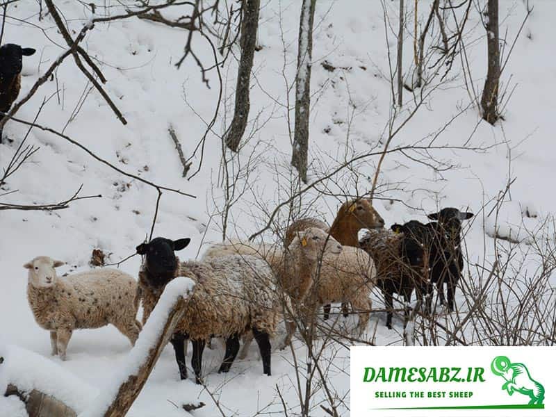 سرمازدگی گوسفند