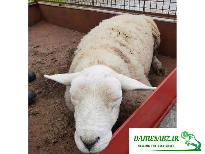 مسمومیت با مس در گوسفندان
