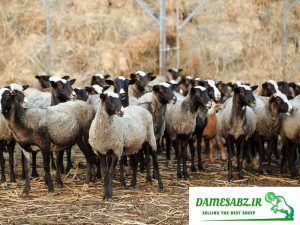 گوسفند رومانوف